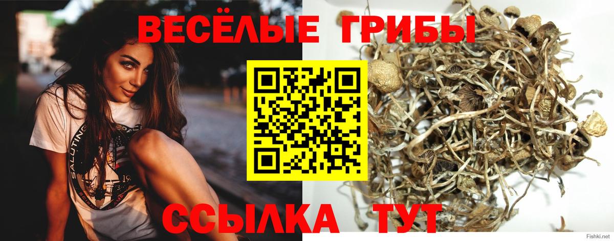 Галлюциногенные грибы прущие грибы Бийск